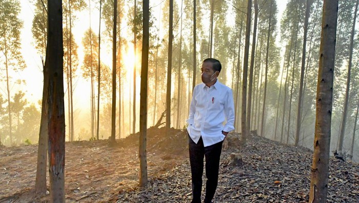 Jokowi Alokasi 697 Ha Lahan di IKN Buat Kawasan Industri